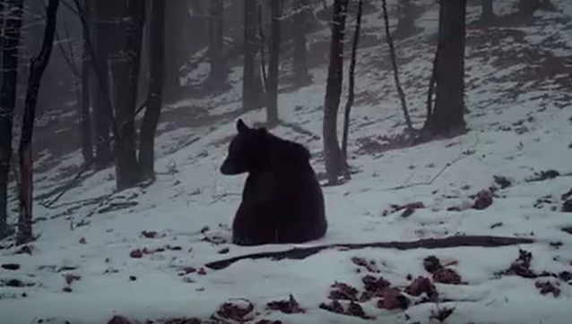 Animalul a fost surprins în timp ce se joacă şi face tumbe prin zăpadă