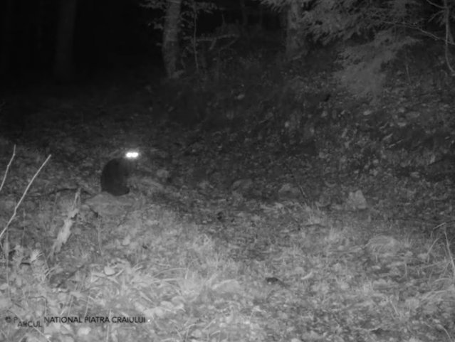 Imagini rare cu o pisică sălbatică, filmate cu o cameră de monitorizare a faunei în Braşov VIDEO