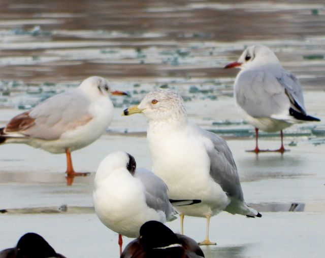 O pasăre originară din America de Nord, observată în premieră pe Lacul Morii