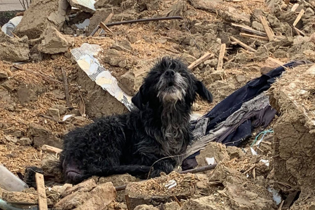 Un câine credincios, nedespărţit de gospodărie chiar şi la 3 ani după moartea stăpânilor