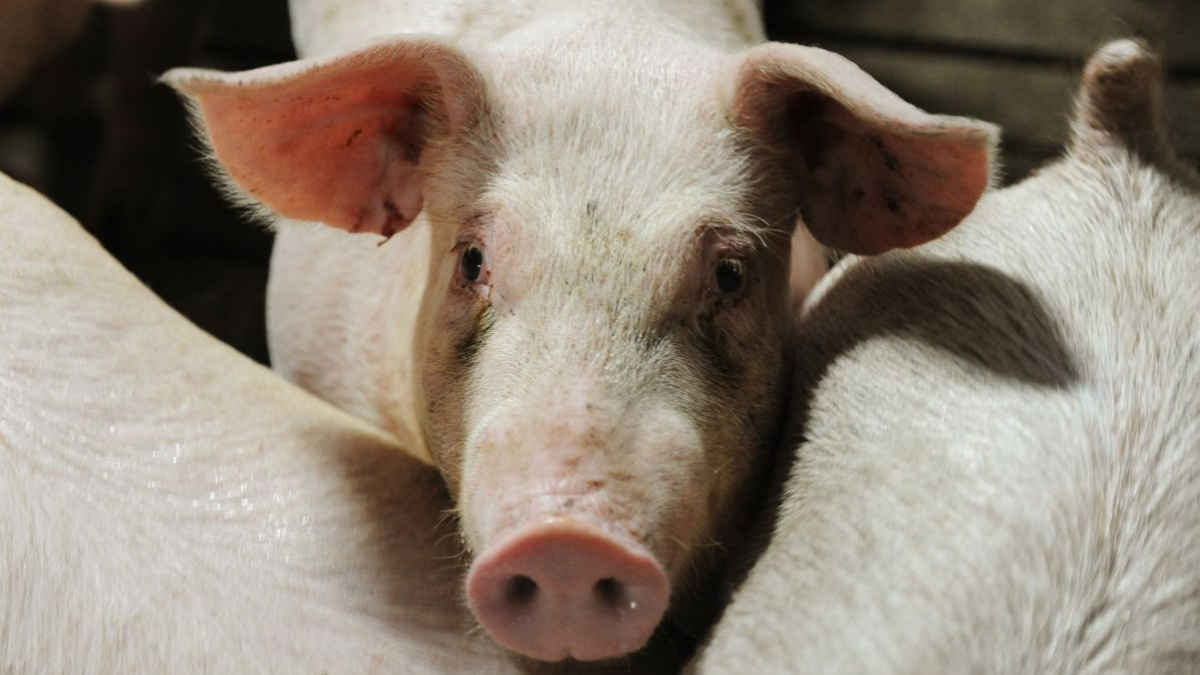 Un porc evadat dintr-o maşină, în trafic, a fost salvat de poliţiştii din Sebeş