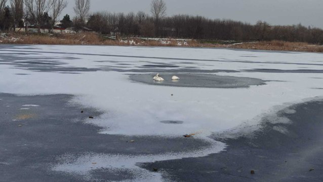 VIDEO Patru lebede captive într-un lac îngheţat din Vaslui şi-au recăpătat zborul, cu ajutorul pompierilor