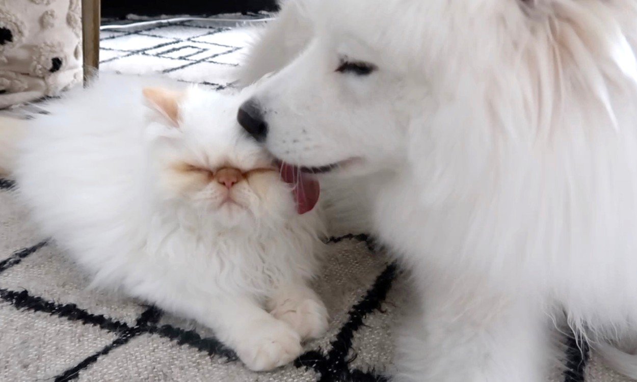 VIDEO | Prietenie La Cataramă între Un Câine Samoyed și O Pisică Persană | Libertatea