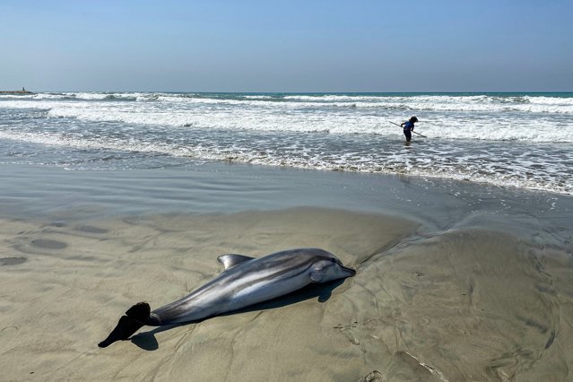 Zeci de delfinii au rămas blocaţi pe o plajă din Franţa