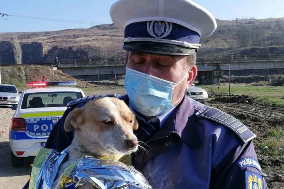 Biroul pentru Protecţia Animalelor va funcţiona cu un ofiţer de poliţie, un ofiţer medic veterinar şi trei agenţi