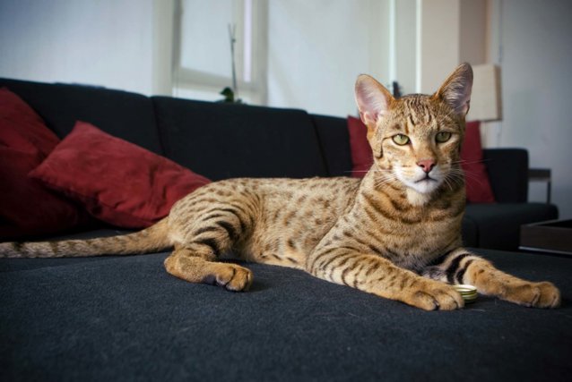 Cele mai scumpe animale domestice de companie. Pisica de 125.000 de dolari