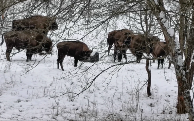 Imagini rare cu o turmă de zimbri, surprinse în Haţeg
