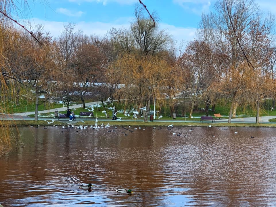 Apa lacului din parcul bucurestean IOR este rosie de cateva saptamani. Autoritatile investigheaza cauzele
