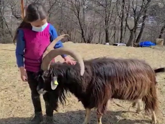 Cu cartea, pe vârf de munte. Povestea Fiammettei, o fetiţă de 10 ani, care face şcoală online, la 1.000 de metri altitudine, între sute de animale care pasc
