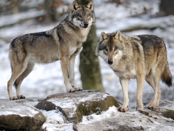 Doi lupi, filmaţi într-o pădure din Piatra Craiului. Specialiştii analizează traseele animalelor