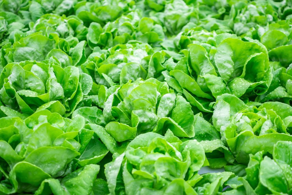 Lăptuca – Plantare, Beneficii și Curiozități. Rețete Cu Salată Verde De Grădină