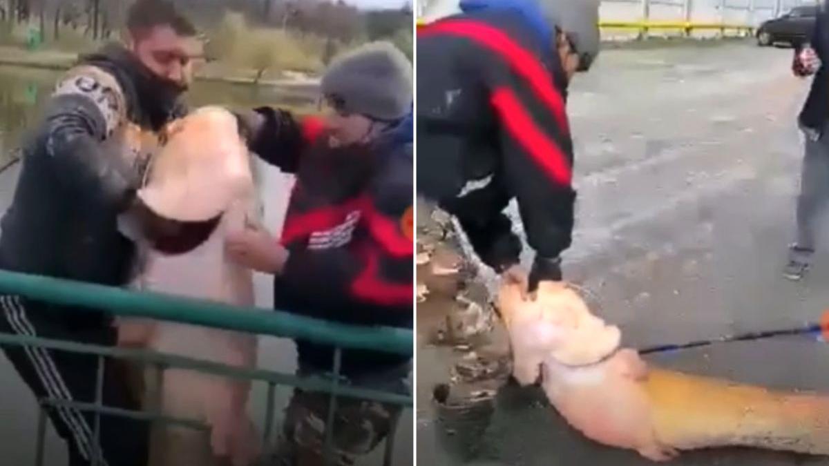 Somn uriaş prins de un pescar într-o baltă de lângă Craiova, live pe Facebook | VIDEO