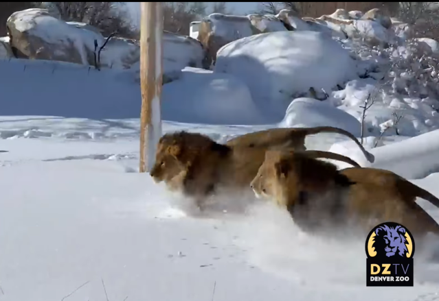 VIDEO Imagini virale cu leii din Denver Zoo în zăpadă