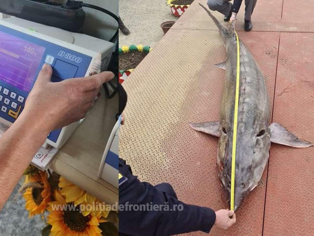 „Monstrul” din Dunăre. Un morun gigant, de 140 de kilograme, prins de pescari, a fost eliberat de poliţiştii tulceni