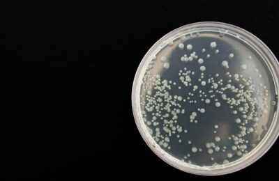 Forță musculară +29% la vârstnici? O bacterie intestinală, secretul!
