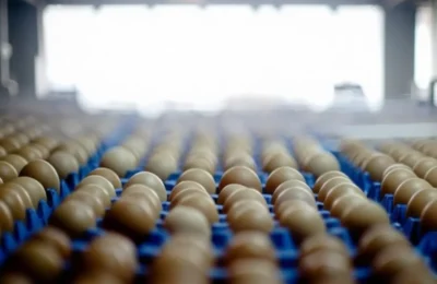 Panică în Europa – Explozie de 37% la prețul ouălor. Rafturi goale?